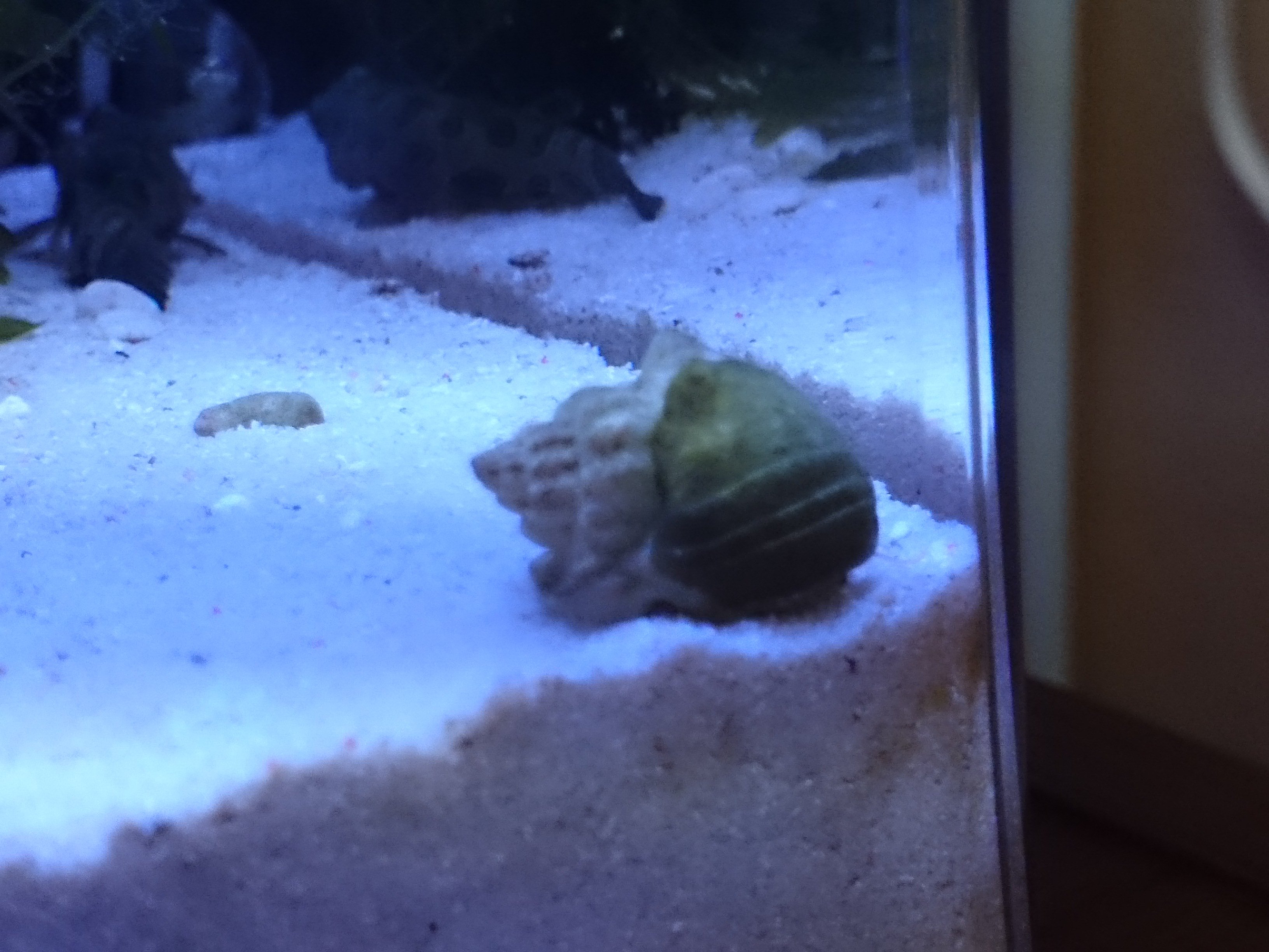 288円 魅力の 海水魚 貝 アラムシロガイ ３匹