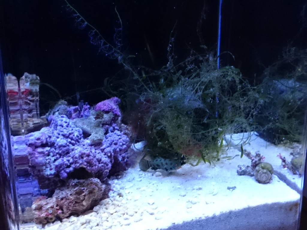伸びた海藻類