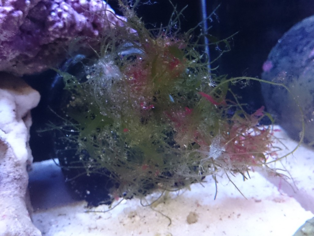 海藻にたたずむイソスジエビ