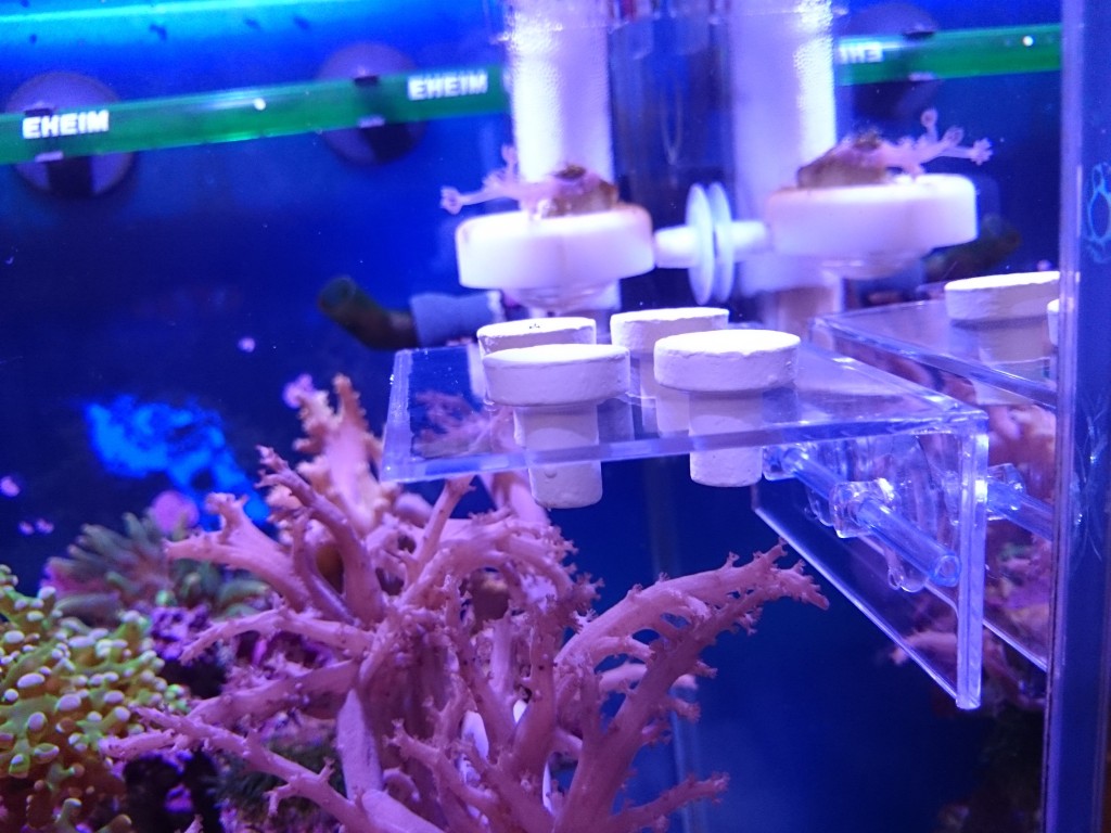 売れ筋商品 マリンアクアリウム サンゴ サンゴ礁 フラグラック 蛍光 水槽 レッド 海水