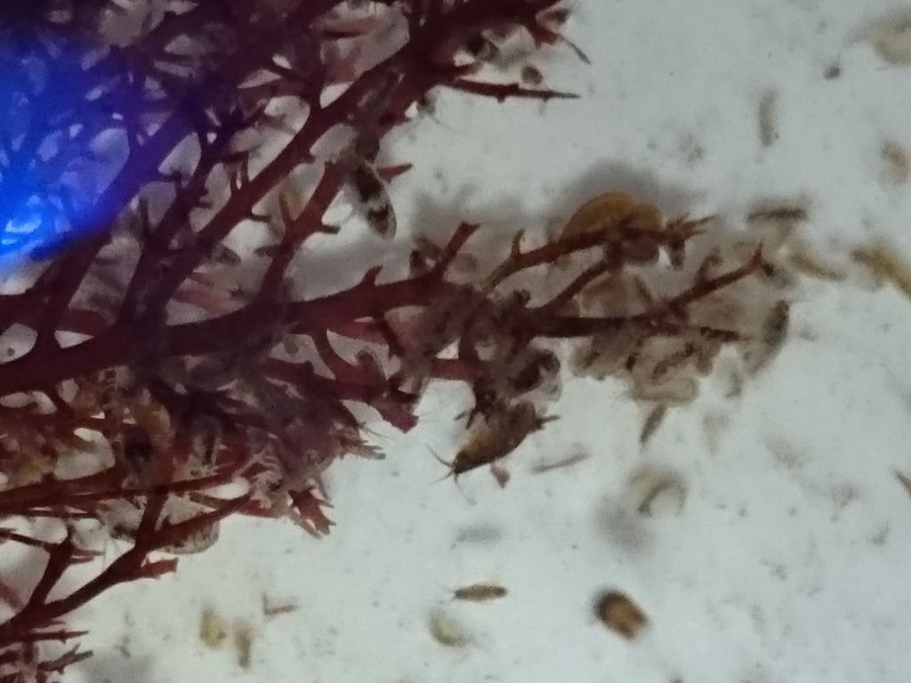 海藻に付着しているヨコエビ達