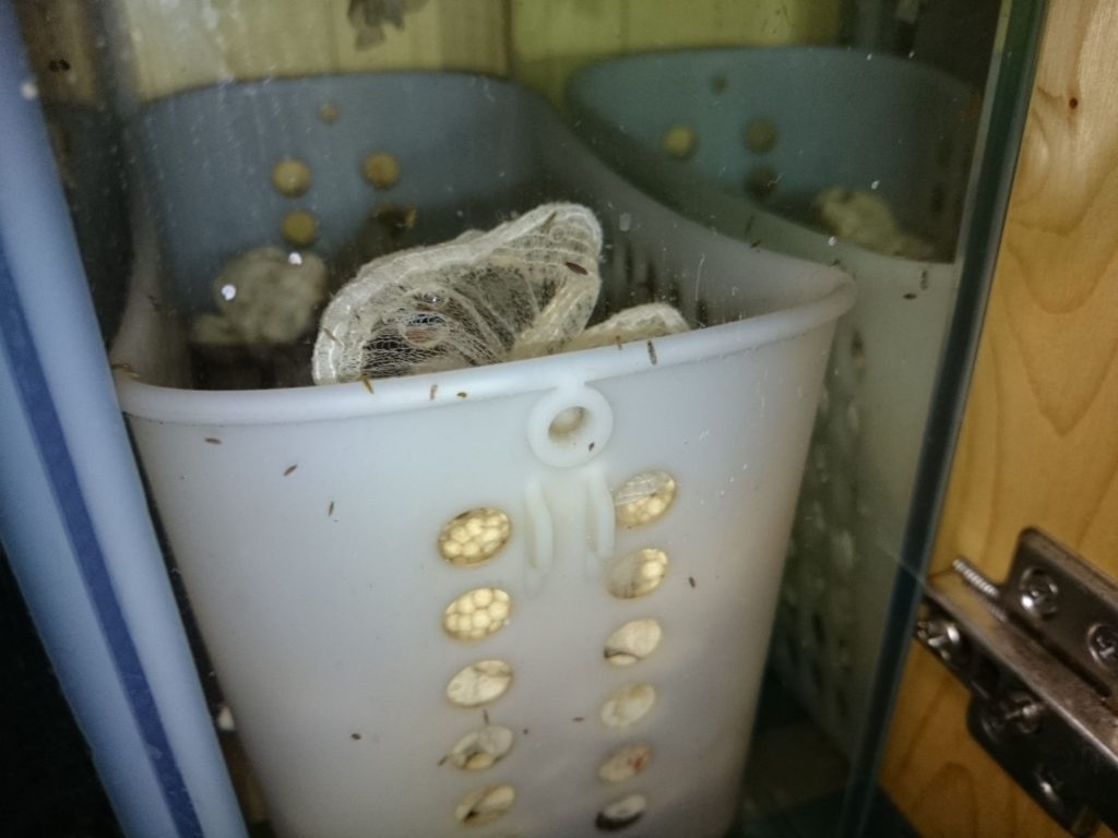 濾過槽に投入したヨコエビ