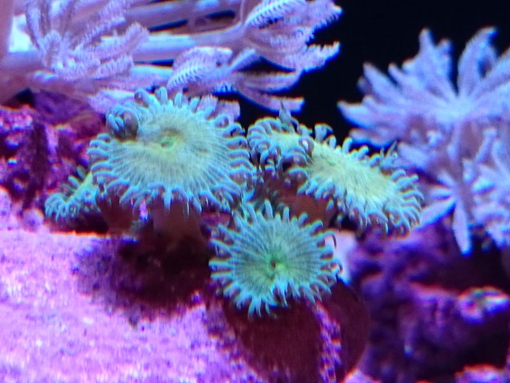 グラッシーレディオRX072 Reef下の蛍光グリーン