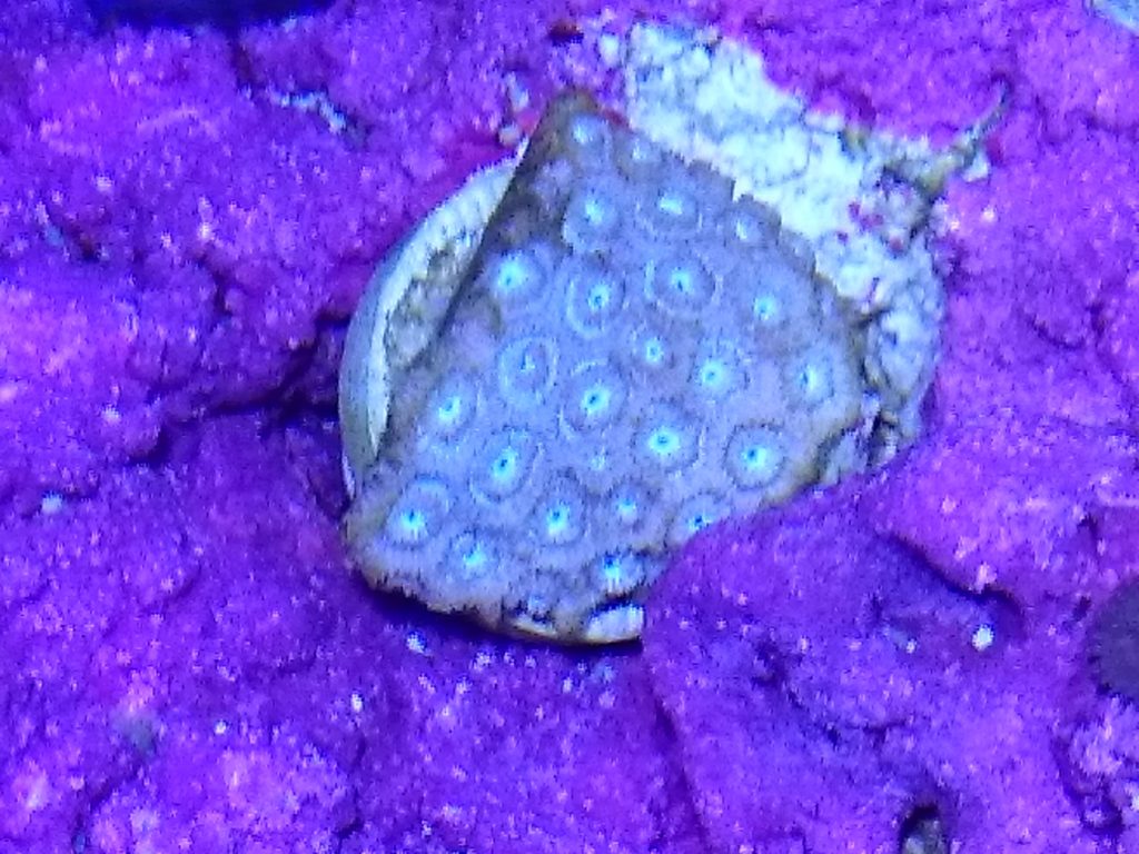 ポリプを開かないハナガササンゴ